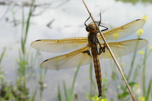 Réf. 182 269 : Epitheca bimaculata